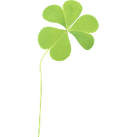 Clover Png Image