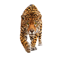 Jaguar Png Hd