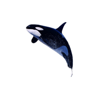 Killer Whale Png File