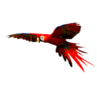 Macaw High-Quality Png