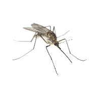Mosquito Png Clipart