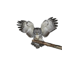 Owl Png Images