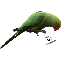 Parrot Transparent