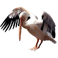 Pelican Transparent