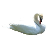 Swan Png Hd