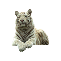 White Tiger Png Pic