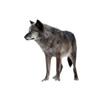 Wolf High-Quality Png