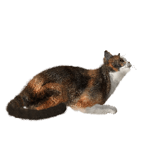 Cat Png Image