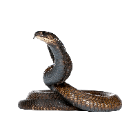 Cobra Snake Png Image