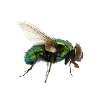 Green Fly Png Image