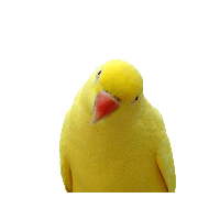 Yellow Parrot Png Images Download