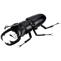 Beetle Png Pic