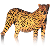 Cheetah Png Hd