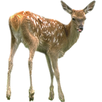 Deer Png Pic