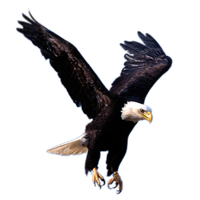 Eagle Png 8