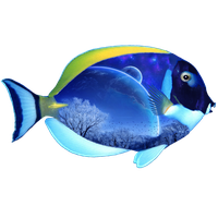 Fish Png 6