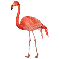 Flamingo Free Png Image