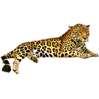 Leopard Free Download Png