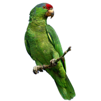 Parrot Png File