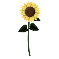 Sunflowers Png Clipart