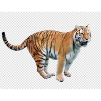 Tiger Png Pic