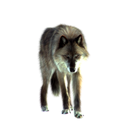 Wolf Png Image