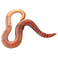 Worms Png Clipart