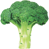Broccoli Png Image With Transparent Background