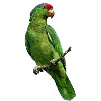 Green Parrot Png Images Download