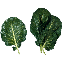 Green Salad Png Image