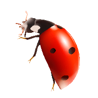 Ladybug Png Image