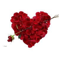 Rose Png Image Picture Download