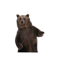 Bear Png 11