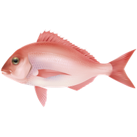 Fish Png 7