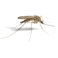 Mosquito Free Png Image