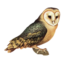 Owl High-Quality Png