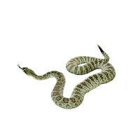 Snake Png Picture
