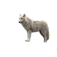 Wolf Free Download Png