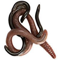 Worms Png Pic