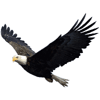 Eagle Png Image Download