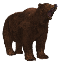 Bear Png 8