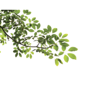 Branch Png