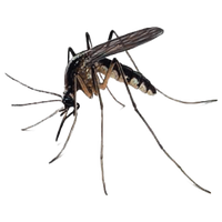 Mosquito Free Download Png