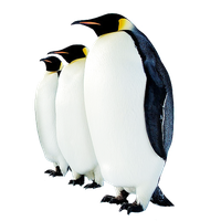 Penguin High-Quality Png