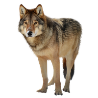 Wolf Png Clipart