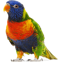 Colorful Parrot Png Images Download