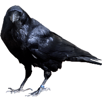 Crow Png Image