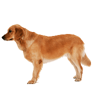 Dog Png Image