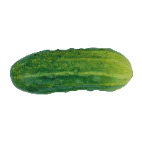 Green Cucumber Png Image