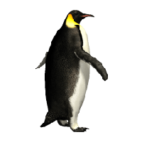 Imperator Penguin Png Image